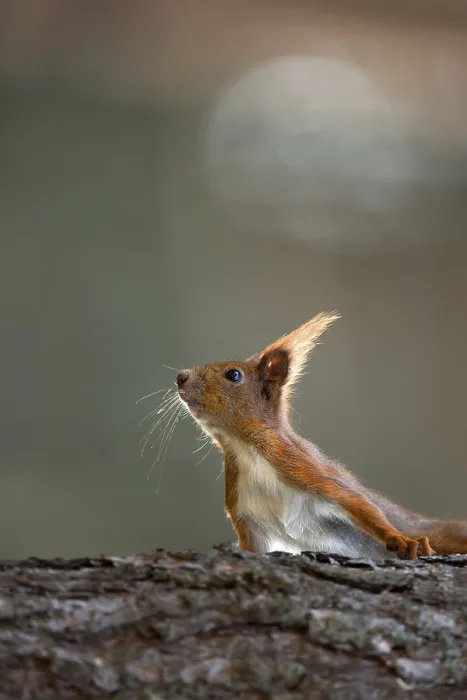 Framed Print : Red Squirrel Print in the Wild Forest Framed Print : Red Squirrel Print in the Wild Forest