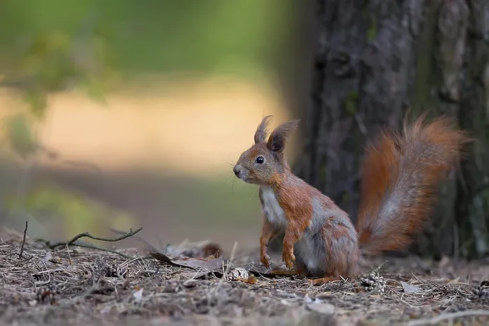 Framed Print : Red Squirrel in the Wild Forest Print Framed Print : Red Squirrel in the Wild Forest Print