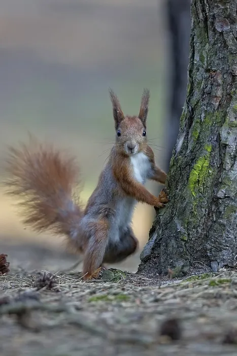 Framed Print : Red Squirrel Print in Forest Habitat Framed Print : Red Squirrel Print in Forest Habitat