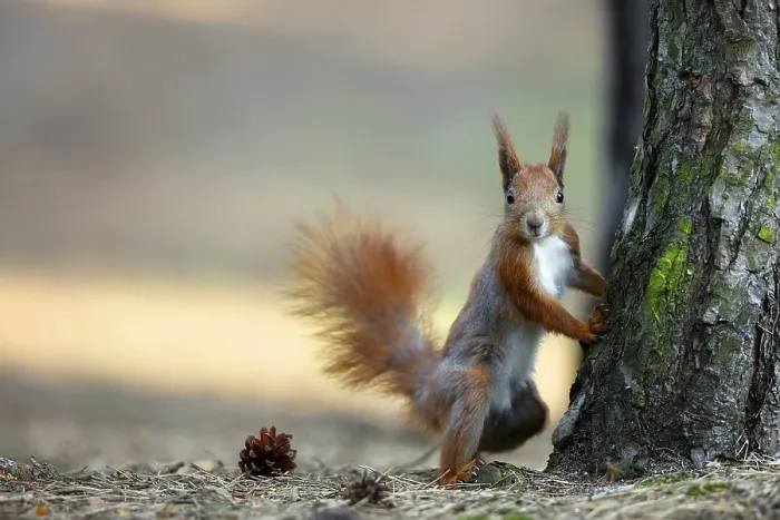 Framed Print : Red Squirrel in the Wild Forest Print Framed Print : Red Squirrel in the Wild Forest Print