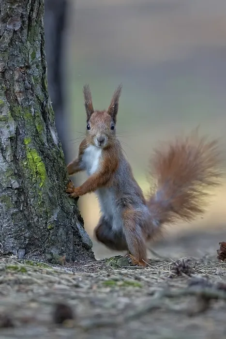 Framed Print : Red Squirrel in the Wild Forest Print Framed Print : Red Squirrel in the Wild Forest Print