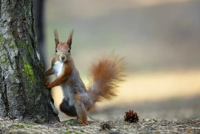 Framed Print : Red Squirrel in the Wild Forest Print Framed Print : Red Squirrel in the Wild Forest Print