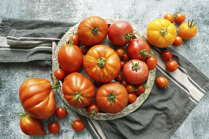 Framed Print : Heirloom Tomato Print - Top View Framed Print : Heirloom Tomato Print - Top View