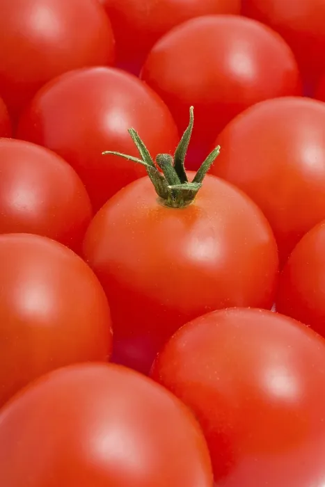 Framed Print : Red Tomato Background Print Framed Print : Red Tomato Background Print