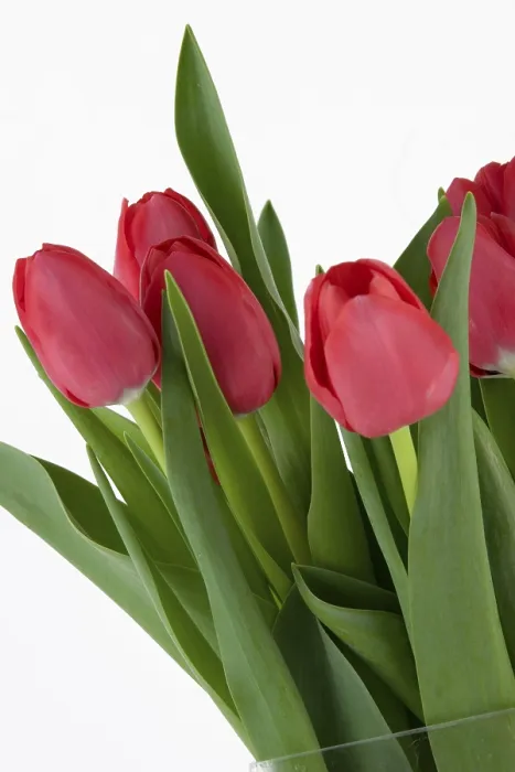 Framed Print : Red Tulips Print