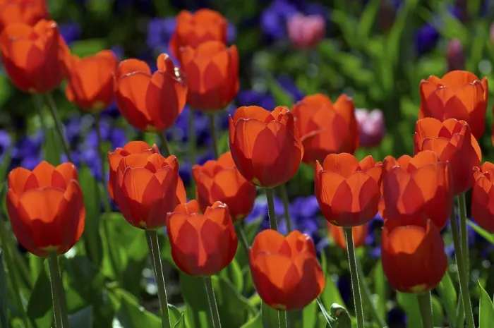 Framed Print : Red Tulips in Bed Print Framed Print : Red Tulips in Bed Print