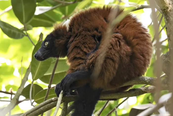 Framed Print : Red Vari Lemur Print, Zurich Zoo, Switzerland Framed Print : Red Vari Lemur Print, Zurich Zoo, Switzerland
