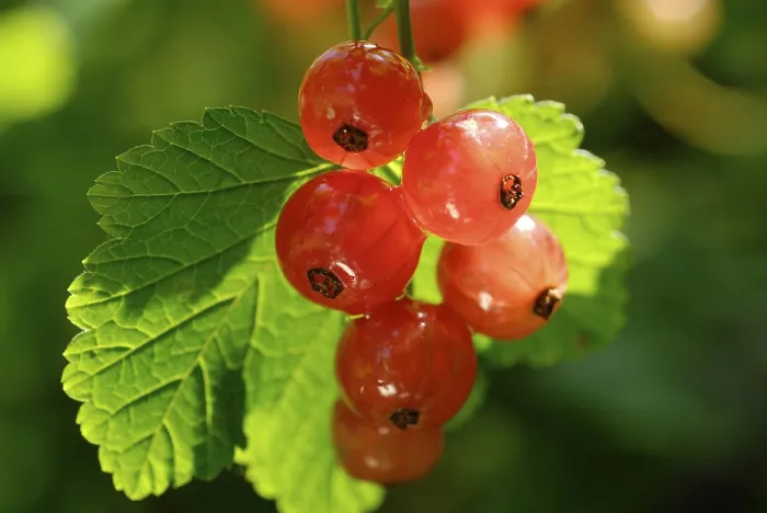 Framed Print : Redcurrant Ribes rubrum Print Framed Print : Redcurrant Ribes rubrum Print