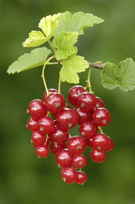 Framed Print : Redcurrant Print, Ribes rubrum Framed Print : Redcurrant Print, Ribes rubrum