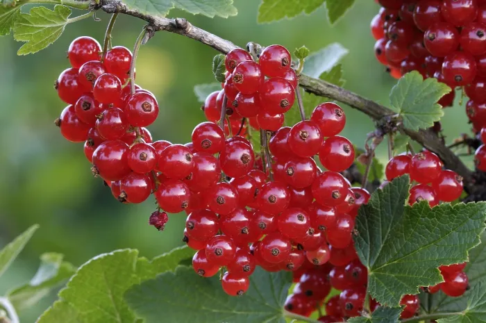 Framed Print : Redcurrant, Ribes rubrum Print Framed Print : Redcurrant, Ribes rubrum Print