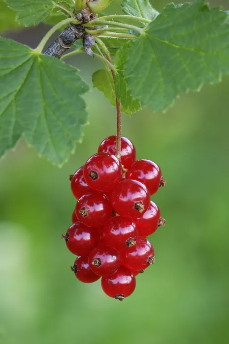Framed Print : Redcurrant, Ribes rubrum Print Framed Print : Redcurrant, Ribes rubrum Print