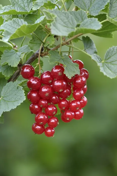 Framed Print : Redcurrant, Ribes rubrum Print Framed Print : Redcurrant, Ribes rubrum Print