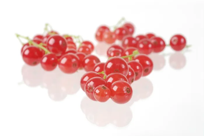 Framed Print : Redcurrant Ribes Rubrum Print Framed Print : Redcurrant Ribes Rubrum Print