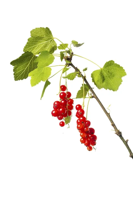Framed Print : Redcurrant (Ribes rubrum) Print - Fruit on White Background Framed Print : Redcurrant (Ribes rubrum) Print - Fruit on White Background