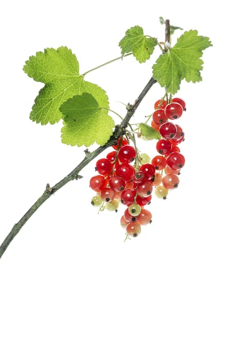 Framed Print : Redcurrant (Ribes rubrum) Print, Hltinghausen, Germany Framed Print : Redcurrant (Ribes rubrum) Print, Hltinghausen, Germany