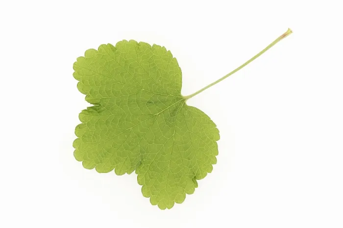 Framed Print : Redcurrant (Ribes rubrum) Leaf Print Framed Print : Redcurrant (Ribes rubrum) Leaf Print