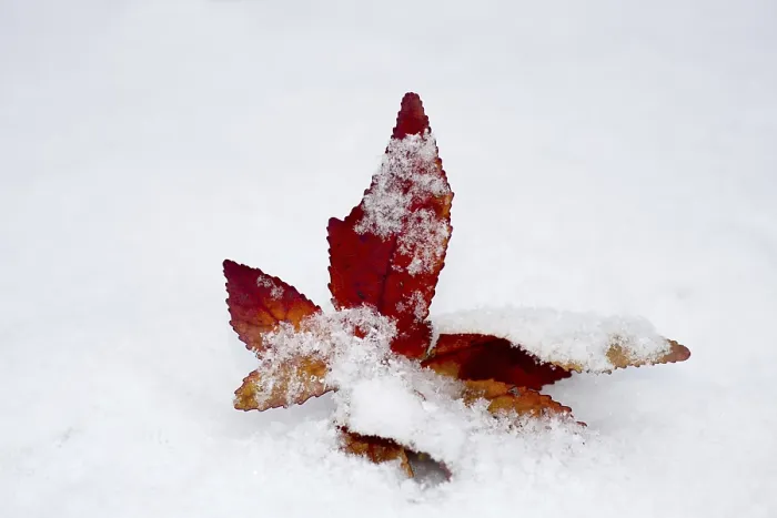 Framed Print : Redleaf in the Snow Print Framed Print : Redleaf in the Snow Print
