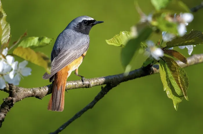 Framed Print : Redtail Print - Male Redstart in Garden Framed Print : Redtail Print - Male Redstart in Garden