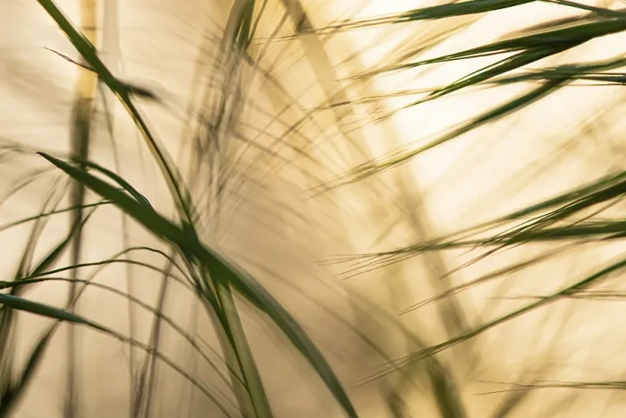 Framed Print : Reed in Evening Light Print, Lembruch, Germany Framed Print : Reed in Evening Light Print, Lembruch, Germany