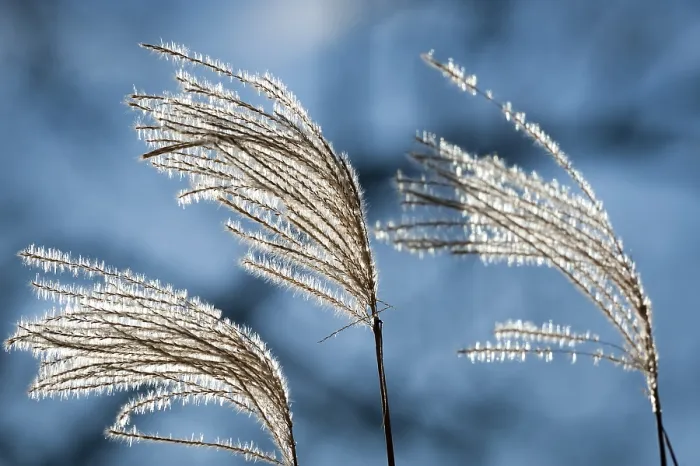 Framed Print : Reeds with Backlighting Print Framed Print : Reeds with Backlighting Print