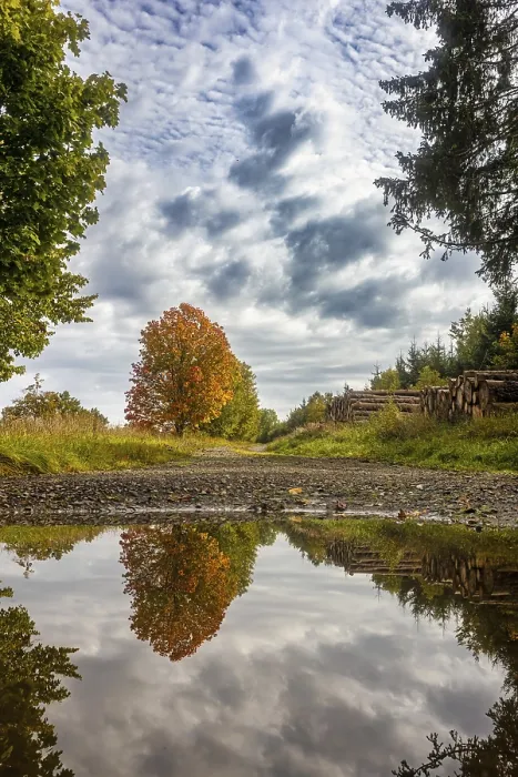Framed Print : Autumn Maple Tree Print in Puddle Reflection Framed Print : Autumn Maple Tree Print in Puddle Reflection