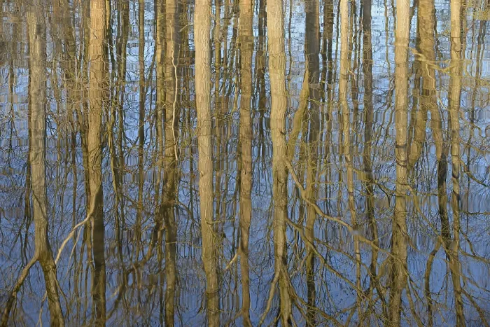 Framed Print : Deciduous Trees Print, North Rhine-Westphalia, Germany Framed Print : Deciduous Trees Print, North Rhine-Westphalia, Germany