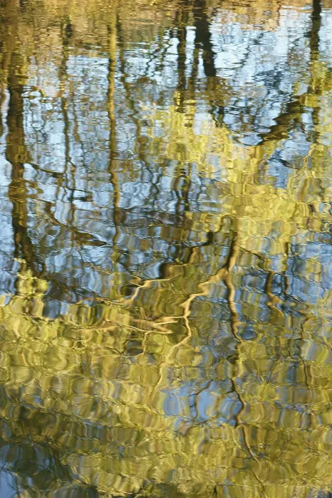 Framed Print : Willow Print - River Reflection in Jena, Germany Framed Print : Willow Print - River Reflection in Jena, Germany