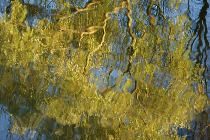 Framed Print : Reflection of Willow Print, River Jena Germany Framed Print : Reflection of Willow Print, River Jena Germany