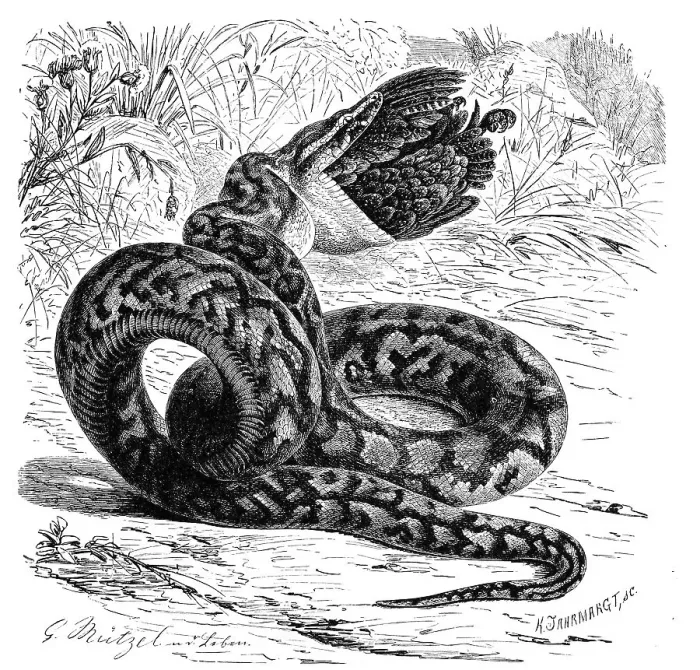 Framed Print : African Rock Python Print Framed Print : African Rock Python Print