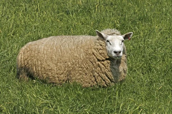 Framed Print : Sheep Resting Print Framed Print : Sheep Resting Print