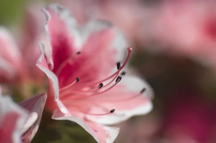 Framed Print : Rhododendron Print by ImageBROKER Framed Print : Rhododendron Print by ImageBROKER