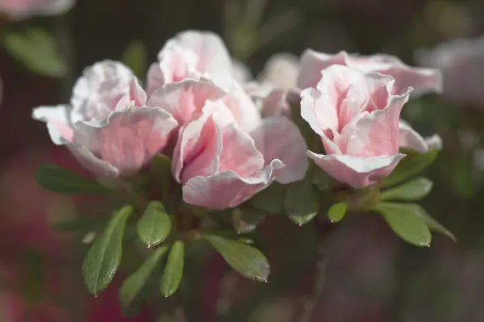 Framed Print : Rhododendron Print in Bloom Framed Print : Rhododendron Print in Bloom