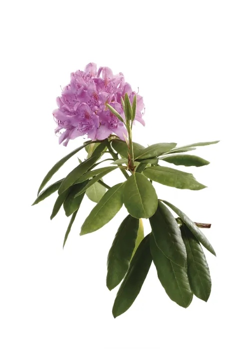 Framed Print : Rhododendron Print in Bloom Framed Print : Rhododendron Print in Bloom