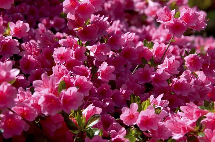 Framed Print : Rhododendron Print in Bloom Framed Print : Rhododendron Print in Bloom