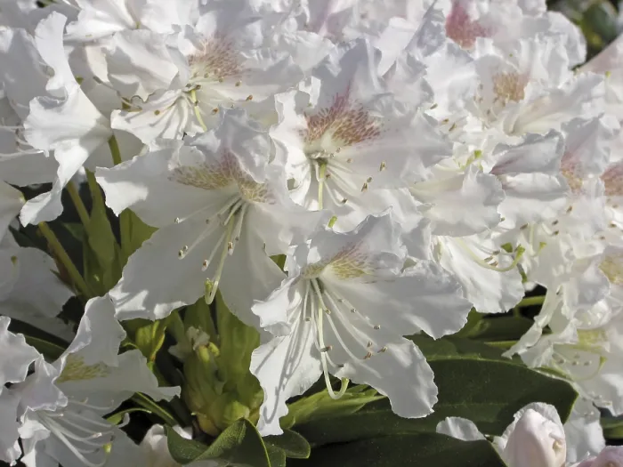Framed Print : Rhododendron 'Cunninghams White' Print, Large-flowered Hybrid Framed Print : Rhododendron 'Cunninghams White' Print, Large-flowered Hybrid