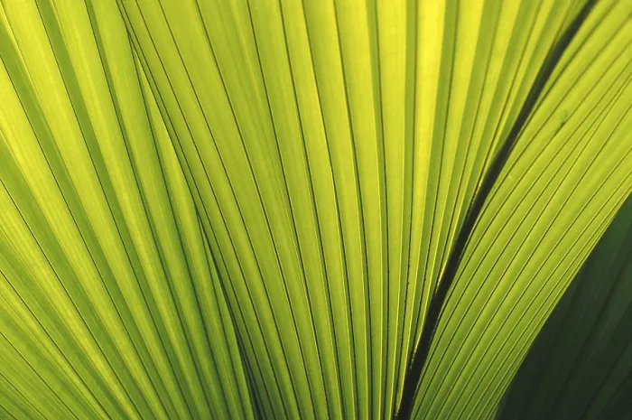 Framed Print : Print of Palm Leaf (Coco de Mer) Rib Structure Framed Print : Print of Palm Leaf (Coco de Mer) Rib Structure