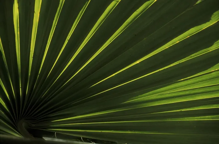 Framed Print : Coco de Mer Palm Leaf Rib Structure Print Framed Print : Coco de Mer Palm Leaf Rib Structure Print