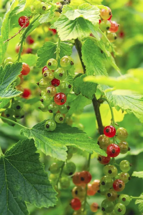 Framed Print : Ribes rubrum Print: Red Currant Shrub with Berries Framed Print : Ribes rubrum Print: Red Currant Shrub with Berries