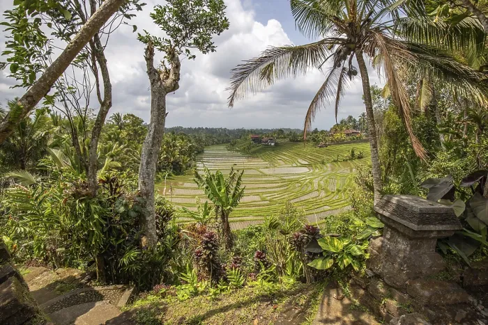Framed Print : Rice Terraces in Evening Light Print, Bali Countryside Framed Print : Rice Terraces in Evening Light Print, Bali Countryside