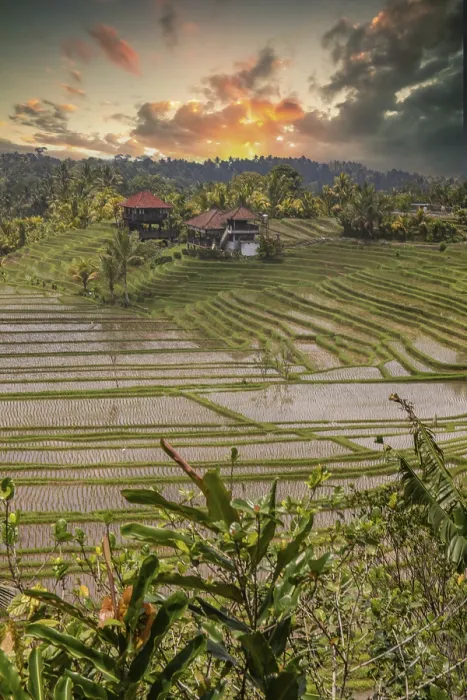 Framed Print : Rice Terraces Evening Light Print, Bali Landscape Framed Print : Rice Terraces Evening Light Print, Bali Landscape
