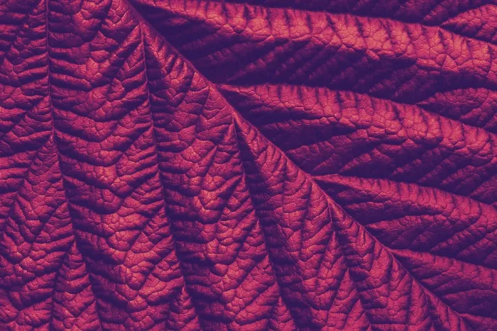 Framed Print : Rich Maroon Macro Leaf Texture Print Framed Print : Rich Maroon Macro Leaf Texture Print