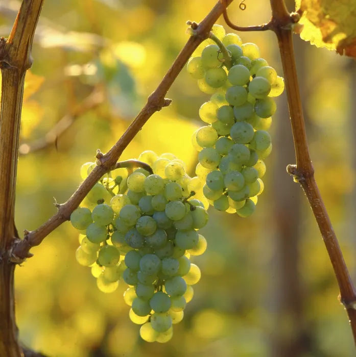 Framed Print : Riesling Grapes Print Framed Print : Riesling Grapes Print