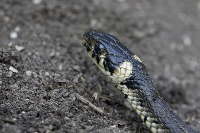 Framed Print : Ring Snake Print - ImageBROKER
