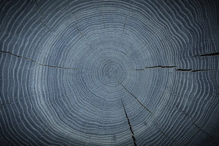 Framed Print : Ring Structure Of The End Cut Of An Stained Oak Trunk Print Framed Print : Ring Structure Of The End Cut Of An Stained Oak Trunk Print