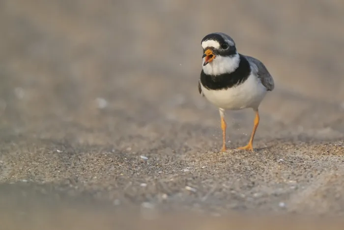 Framed Print : Ringed Plover Print, Male on Beach, Denmark