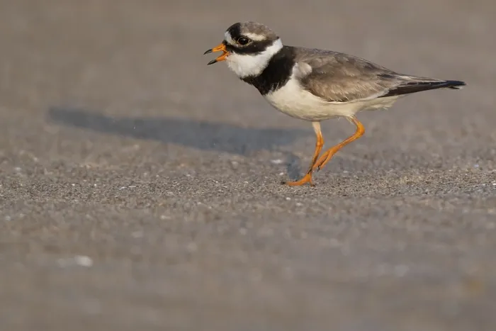 Framed Print : Ringed Plover Print, Male on Beach, Denmark Framed Print : Ringed Plover Print, Male on Beach, Denmark