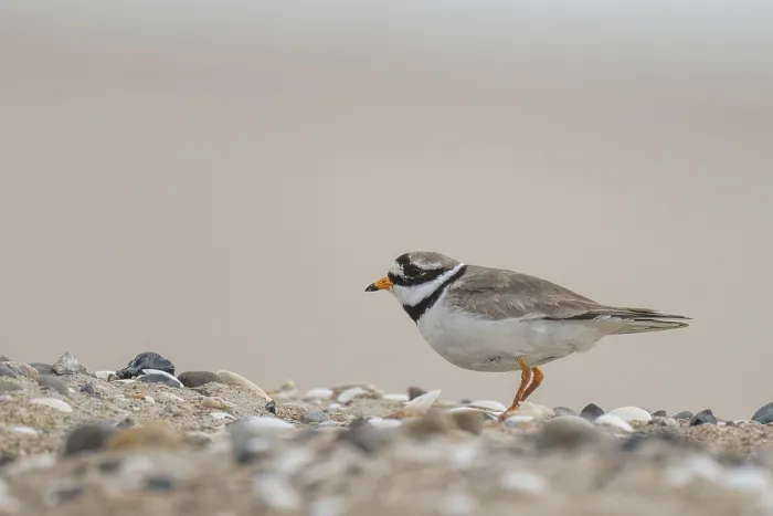 Framed Print : Ringed Plover Print, Male on Beach, Denmark Framed Print : Ringed Plover Print, Male on Beach, Denmark