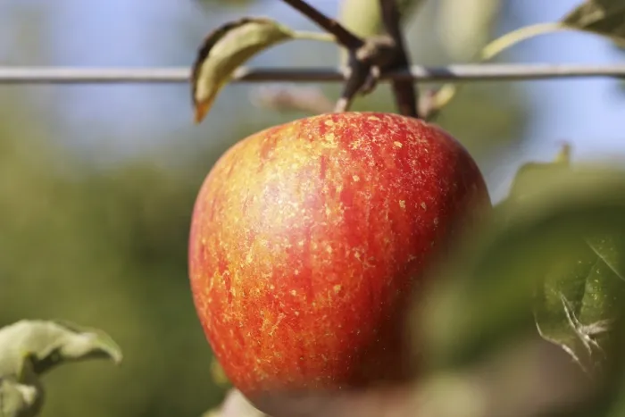 Framed Print : Ripe Apple on the Tree Print
