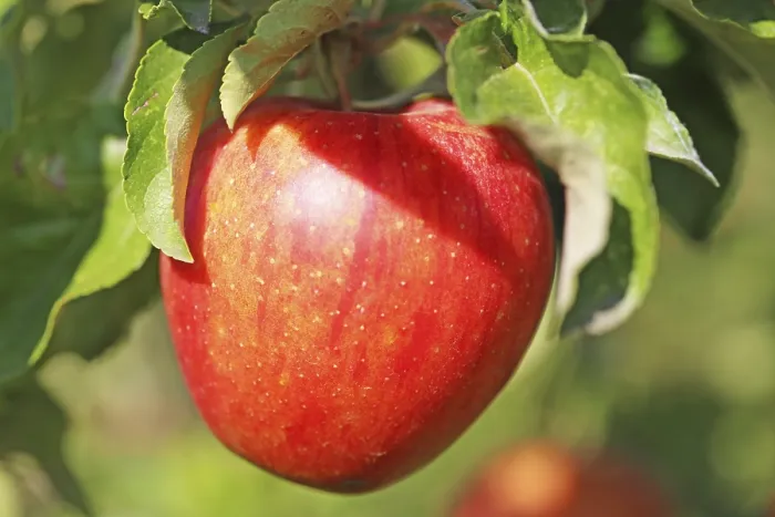 Framed Print : Ripe Apple on the Tree Print Framed Print : Ripe Apple on the Tree Print