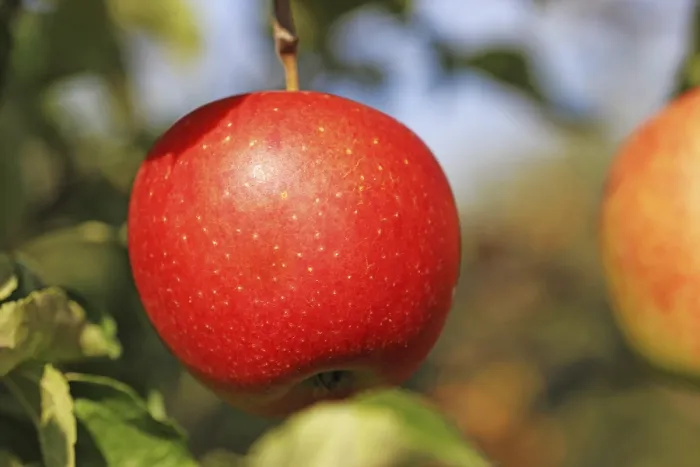 Framed Print : Ripe Apple Print on Tree Branch Framed Print : Ripe Apple Print on Tree Branch